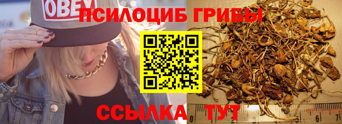 Мичуринск  Псилоцибиновые грибы MAGIC MUSHROOMS  где купить   Вход с VPN 